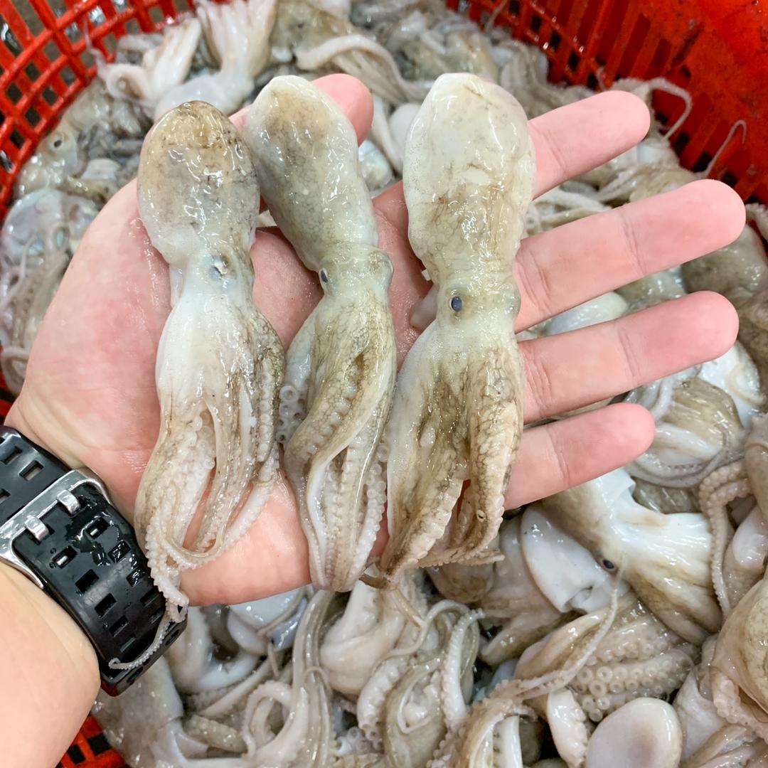 鱿鱼八爪鱼 - 苏东、小鱿鱼、八爪鱼